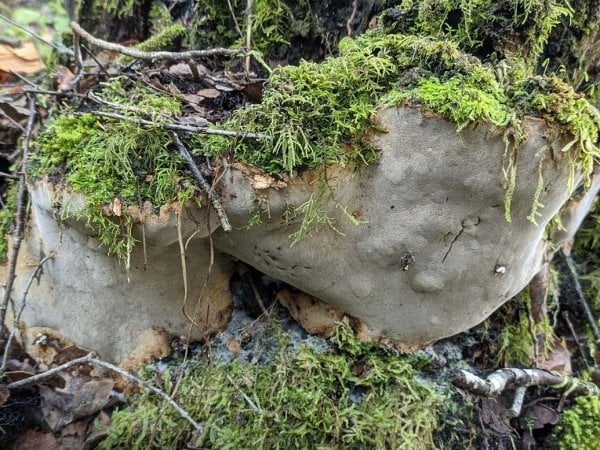 Hongo Fomitiporia chilensis en estudio por su potencial terapéutico contra el cáncer y estrés oxidativo.
