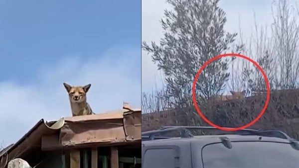 Zorro culpeo en Viña del Mar