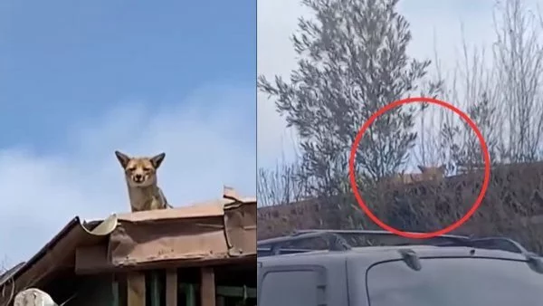 Zorro culpeo en Viña del Mar