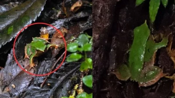 Ranita de Darwin