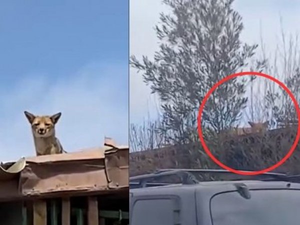 Zorro culpeo en Viña del Mar