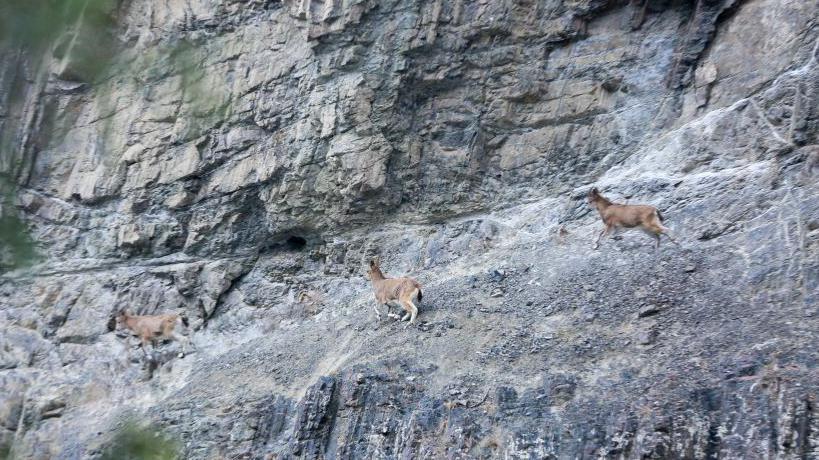 Cabras en un risco.