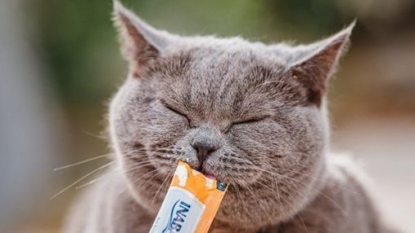 Por que el Churu es el snack de mascotas más buscado en Chile