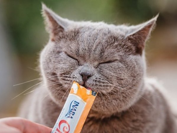 Por que el Churu es el snack de mascotas más buscado en Chile