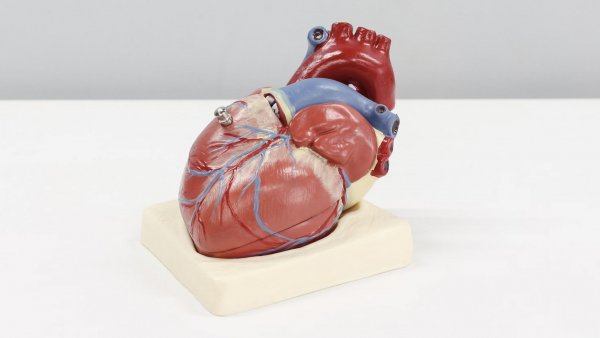 Corazón. Colesterol 