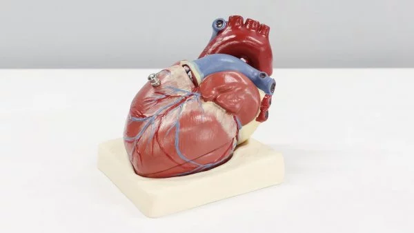 Corazón. Colesterol 