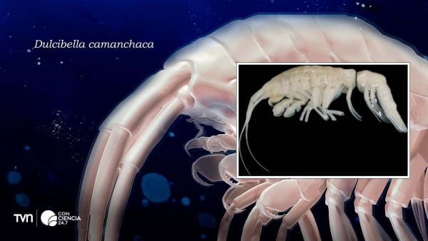 Representación e imagen de Dulcibella camanchaca, el nuevo crustáceo depredador descubierto en la Fosa de Atacama.