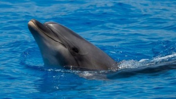 Delfínes con fentanilo en el Golfo de México