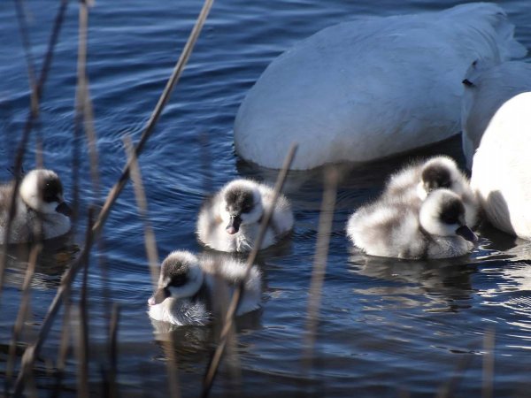 Vista aérea de un humedal urbano protegido, destacando su flora y fauna únicas.