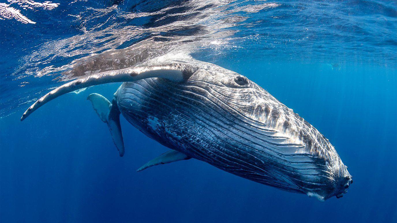 Imagen de una ballena