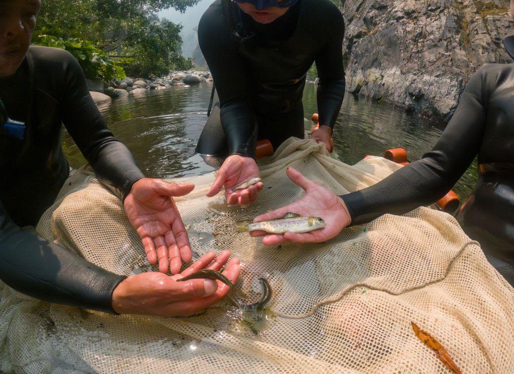 biólogos atrapan salmones en una red en el río Klamath