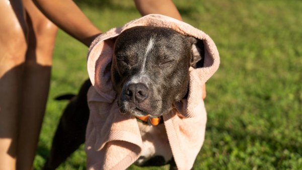Perro en el sol. Golpe de calor en mascotas.