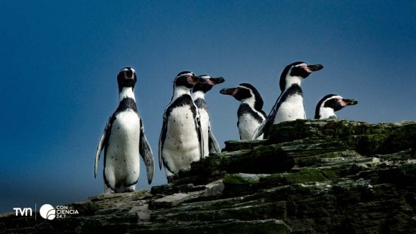 Pingüino de Humboldt en su hábitat natural en la Reserva Nacional Pingüino de Humboldt.