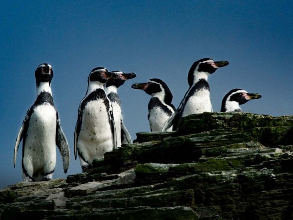 Pingüino de Humboldt en su hábitat natural en la Reserva Nacional Pingüino de Humboldt.
