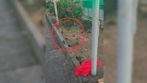 video-nido-rata-rio-mapocho