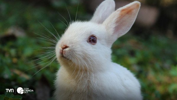 Celebración por la entrada en vigor de la Ley 21.646 que prohíbe pruebas cosméticas en animales en Chile.