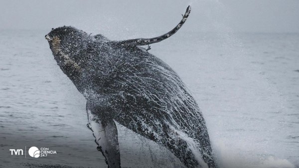 Ballena jorobada en las costas de Chile, una de las especies más afectadas por colisiones con embarcaciones.