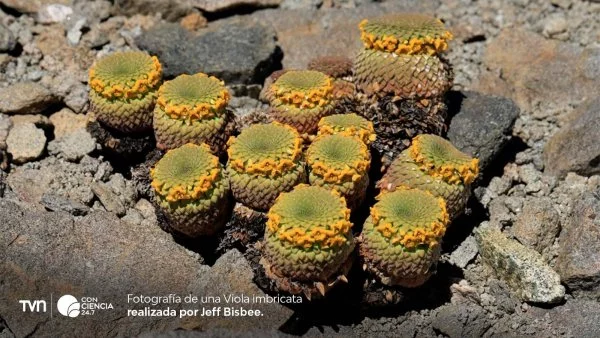 Viola imbricata, nueva especie descubierta en la cordillera de Chile, con su distintiva forma y color.