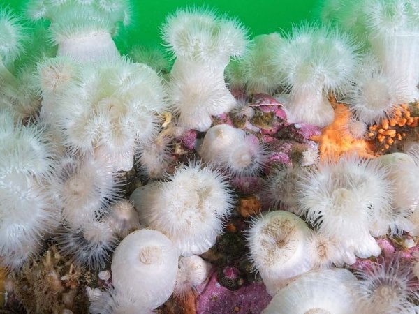 Científicos investigan la propagación de Metridium senile en los ecosistemas marinos de la Patagonia.