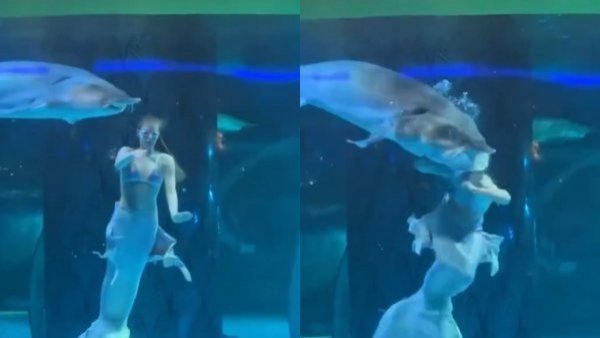 enorme-pez-ataca-artista-sirena-acuario