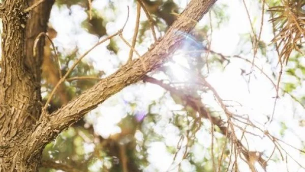 estacion-central-pagar-indemnizacion-caida-rama-arbol