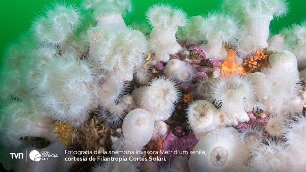 Científicos investigan la propagación de Metridium senile en los ecosistemas marinos de la Patagonia.