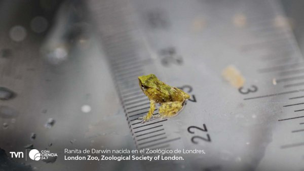 Ranitas de Darwin en el Zoológico de Londres tras un rescate de emergencia en Chiloé.