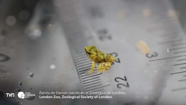 Ranitas de Darwin en el Zoológico de Londres tras un rescate de emergencia en Chiloé.