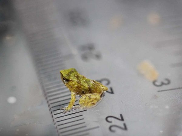 Ranitas de Darwin en el Zoológico de Londres tras un rescate de emergencia en Chiloé.