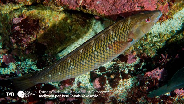 Vieja de Juan Fernández fotografiada en la costa de Quintay, Valparaíso.