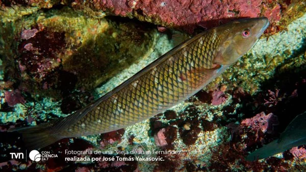 Vieja de Juan Fernández fotografiada en la costa de Quintay, Valparaíso.