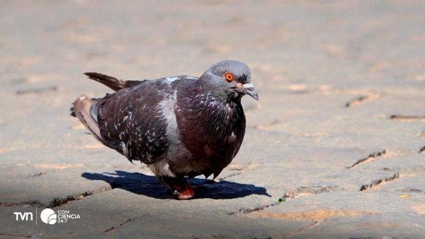 Investigadores de la U. de Chile descubren cómo la urbanización y la contaminación han cambiado el color, tamaño y comportamiento de las palomas en Santiago.