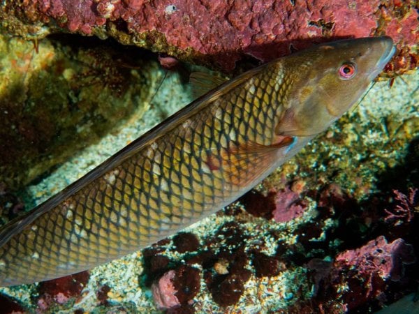 Vieja de Juan Fernández fotografiada en la costa de Quintay, Valparaíso.