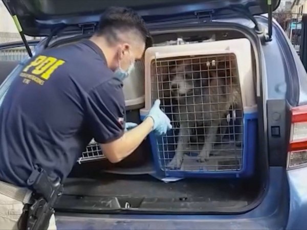 reportaje-maltrato-animal-aumento