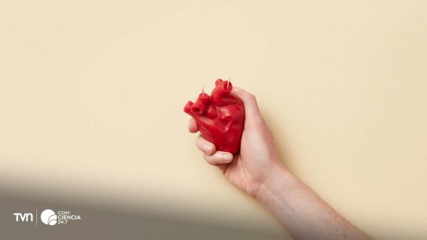 Parches de músculo cardíaco creados en laboratorio para regenerar el corazón dañado.