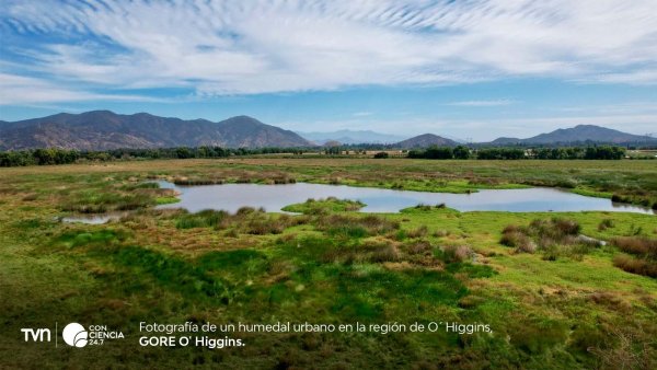 Humedal urbano en O´Higgins.