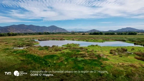 Humedal urbano en O´Higgins.