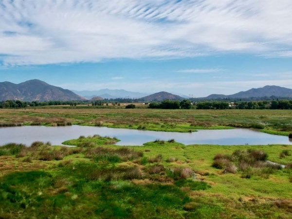 Humedal urbano en O´Higgins.