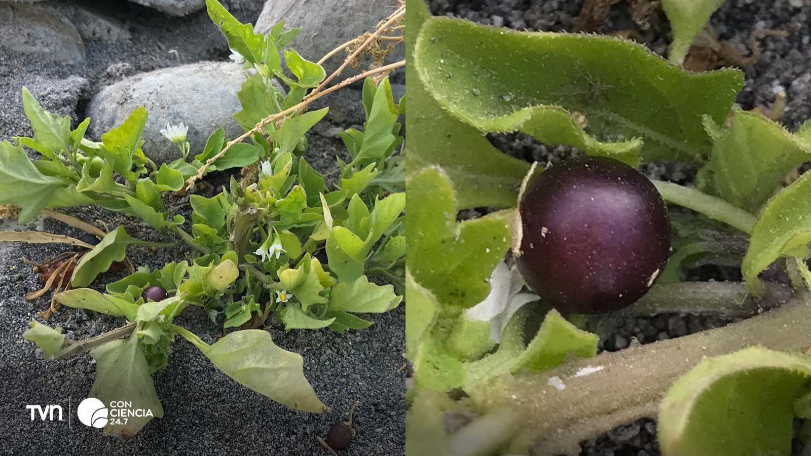 Flores blancas estrelladas del tomatillo Solanum sanfurgoi, cubiertas de pequeños pelillos.
