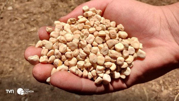 Agricultores de la región de Ñuble evaluando cultivos de chícharo en ensayos de campo.