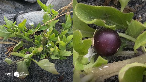 Flores blancas estrelladas del tomatillo Solanum sanfurgoi, cubiertas de pequeños pelillos.