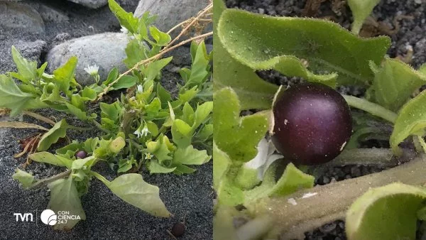 Flores blancas estrelladas del tomatillo Solanum sanfurgoi, cubiertas de pequeños pelillos.