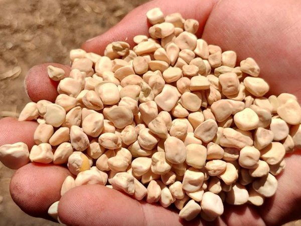 Agricultores de la región de Ñuble evaluando cultivos de chícharo en ensayos de campo.