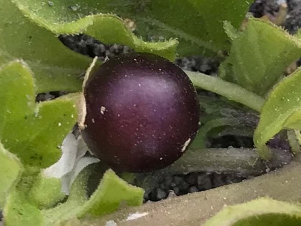 Flores blancas estrelladas del tomatillo Solanum sanfurgoi, cubiertas de pequeños pelillos.