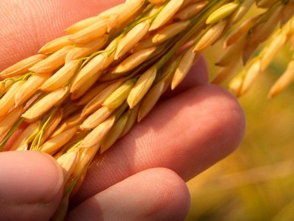 Cultivo de Jaspe en Chile, una nueva variedad de arroz que ahorra agua y se adapta al cambio climático.