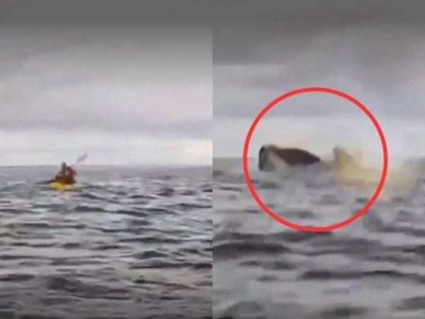 joven-arrastrado-ballena-magallanes-packrafting