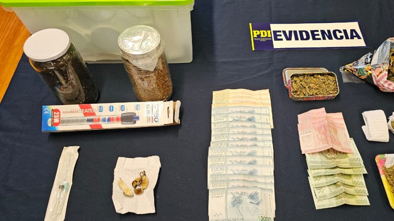 detectives-incautan-hongos-alucinogenos-pitrufquen