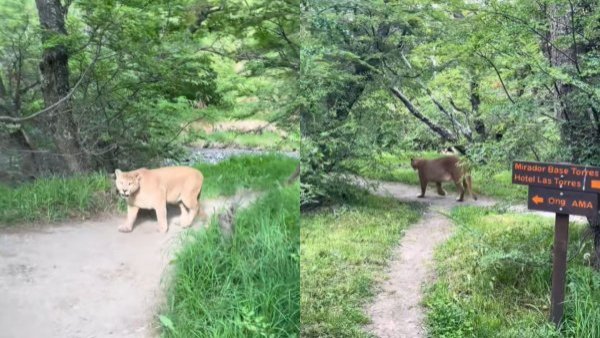 turista-puma-torres-del-paine