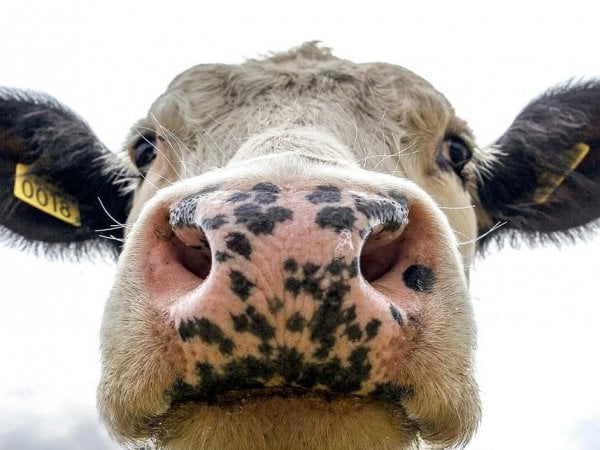 Fotografía de una vaca.