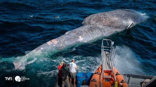 Ballena jorobada nadando en aguas chilenas, en riesgo por el tráfico marítimo.